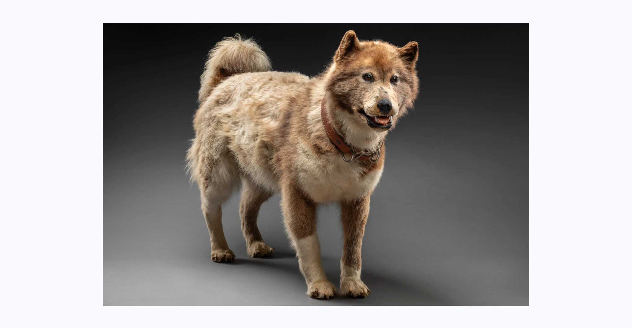  A taxidermied husky dog 'Shep' with a stamped aluminium name tag fastened to his leather collar. The dog is standing, his mouth is open and he is looking a little to his right. He has light coloured fur with darker areas around his head, shoulders and tail. The taxidermied specimen is mounted on a fibreglass frame.