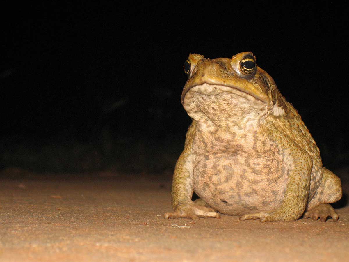 A cane toad sitting on flat surface at night.