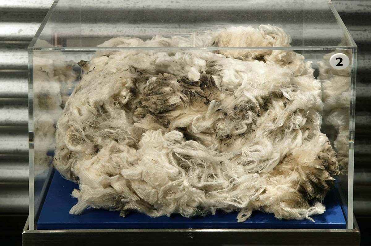 Large fleece of superfine wool in a display case.