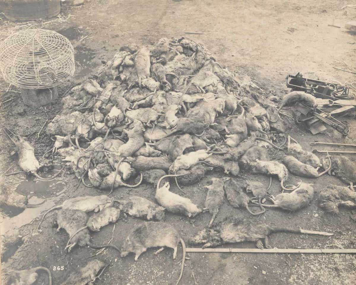 Mound of dead rats