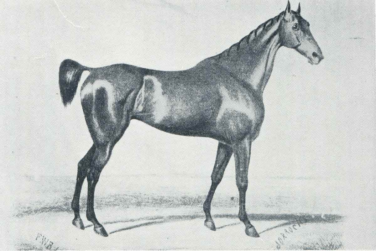Black and white image showing the side profile of a horse.