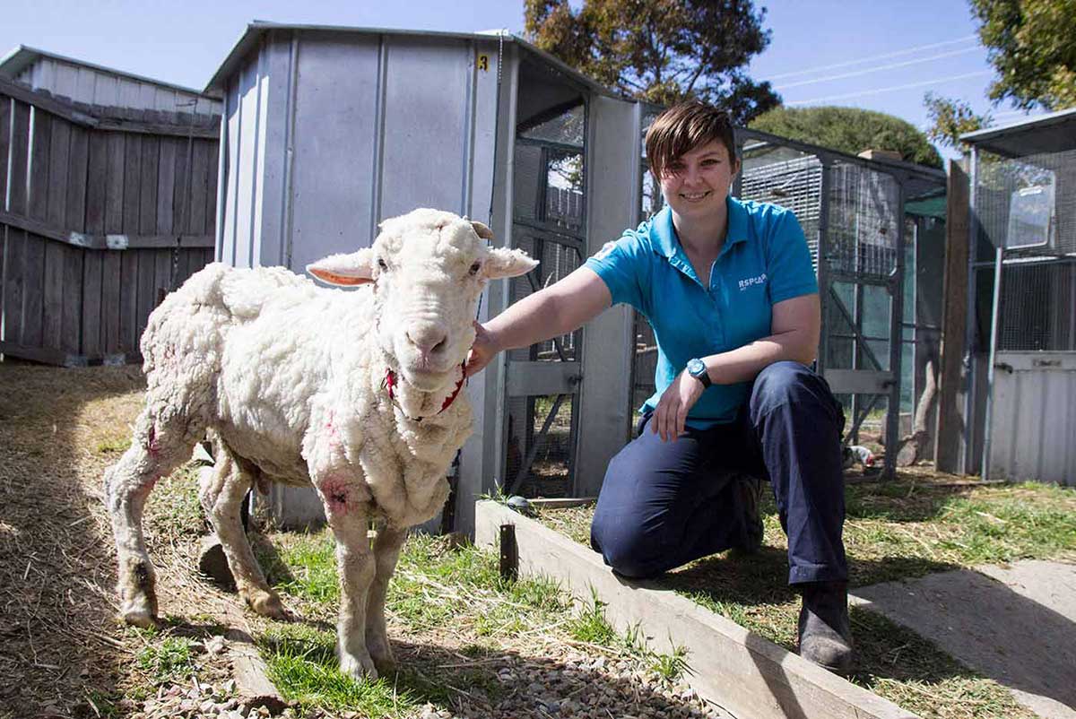 A woman, right, kneels beside a freshly-shorn sheep.