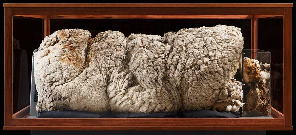 Chris the Sheep's fleece on display