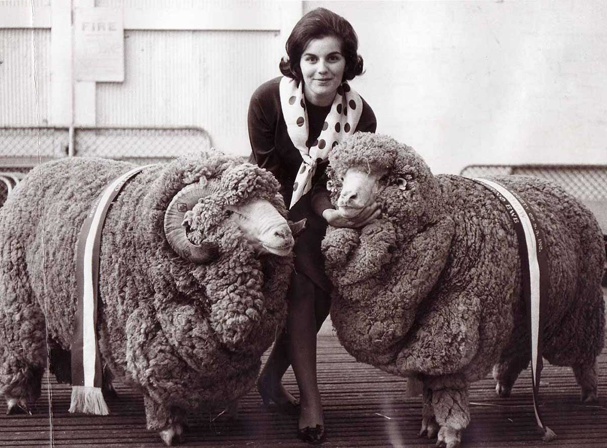 A woman standing between two large rams. The rams have prize ribbons draped over their backs. - click to view larger image