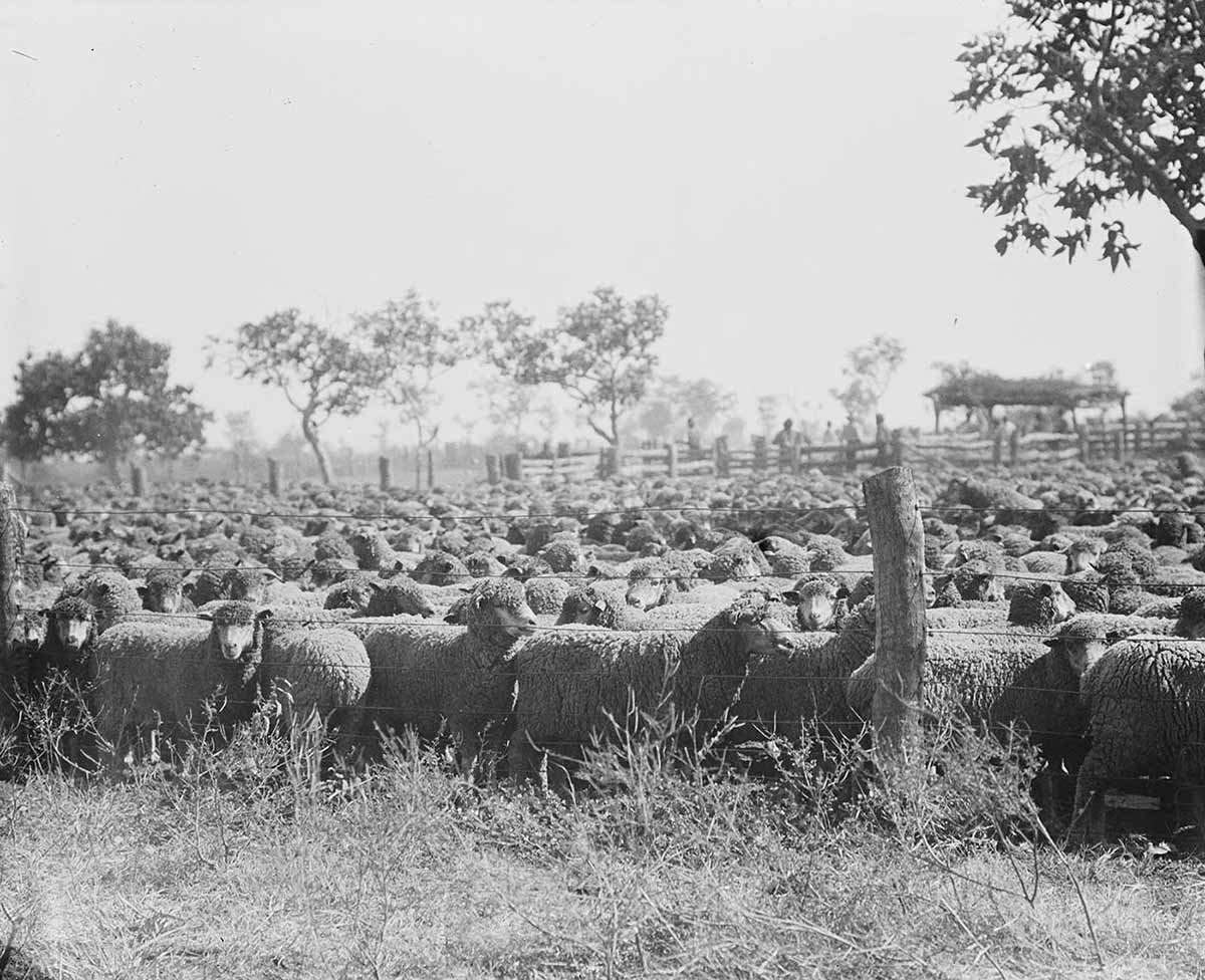 Black and white photograph of many sheep crowded into a stock yard. - click to view larger image