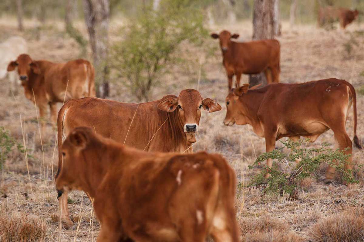 Colour photograph of six cows grazing in scrub. - click to view larger image