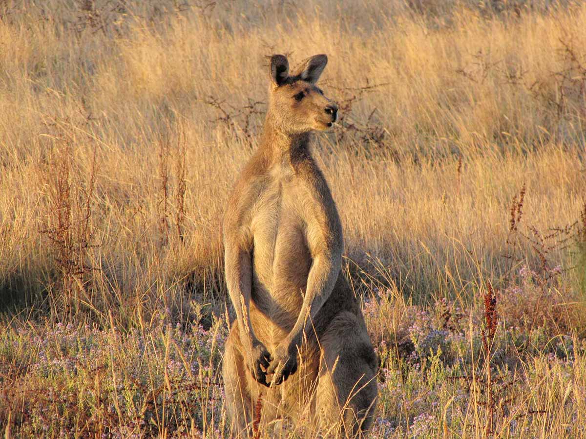 Colour photograph of a kangaroo standing in tall grass. - click to view larger image
