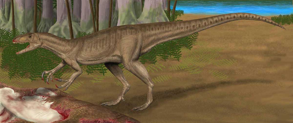 Colour illustration showing a dinosaur with long tail, strong hind legs, small front legs and sharp teeth, feeding on the partially visible carcass of another dinosaur. - click to view larger image