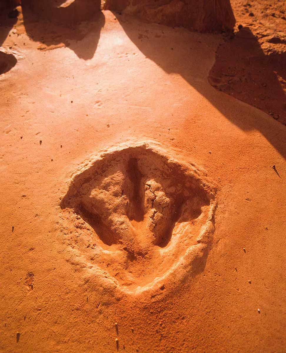 Cast of a three-toed dinosaur footprint in reddish sandy soil. - click to view larger image
