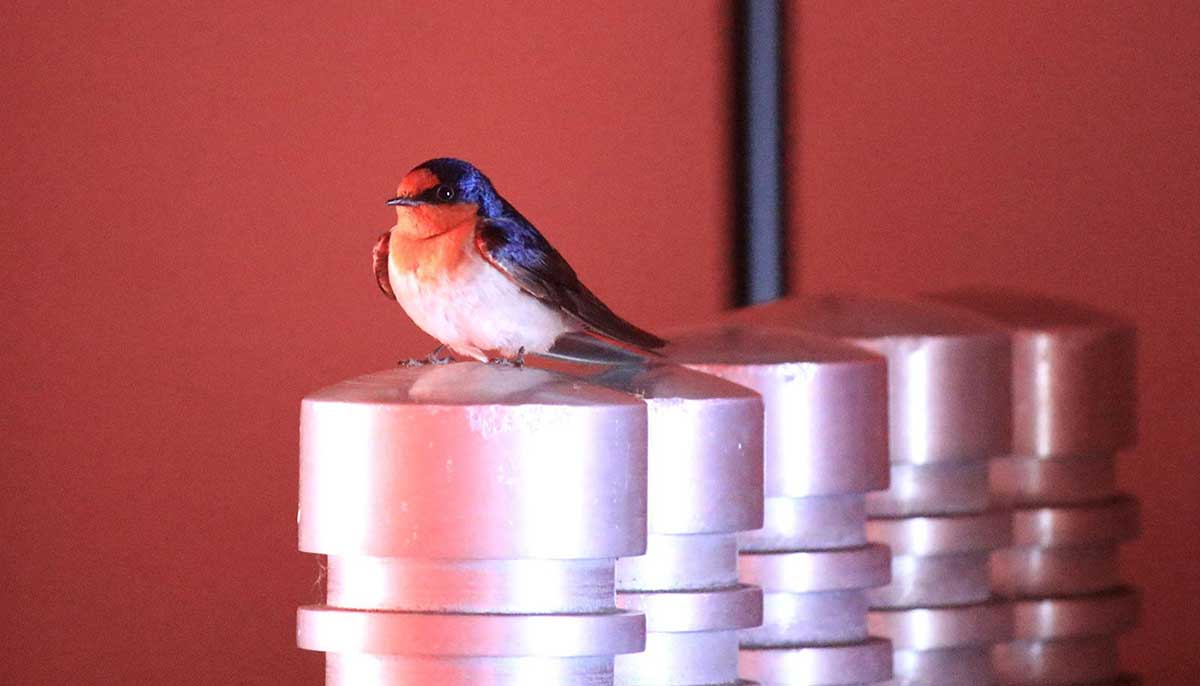 Bird sitting on one of a series of cylindrical metallic objects - click to view larger image