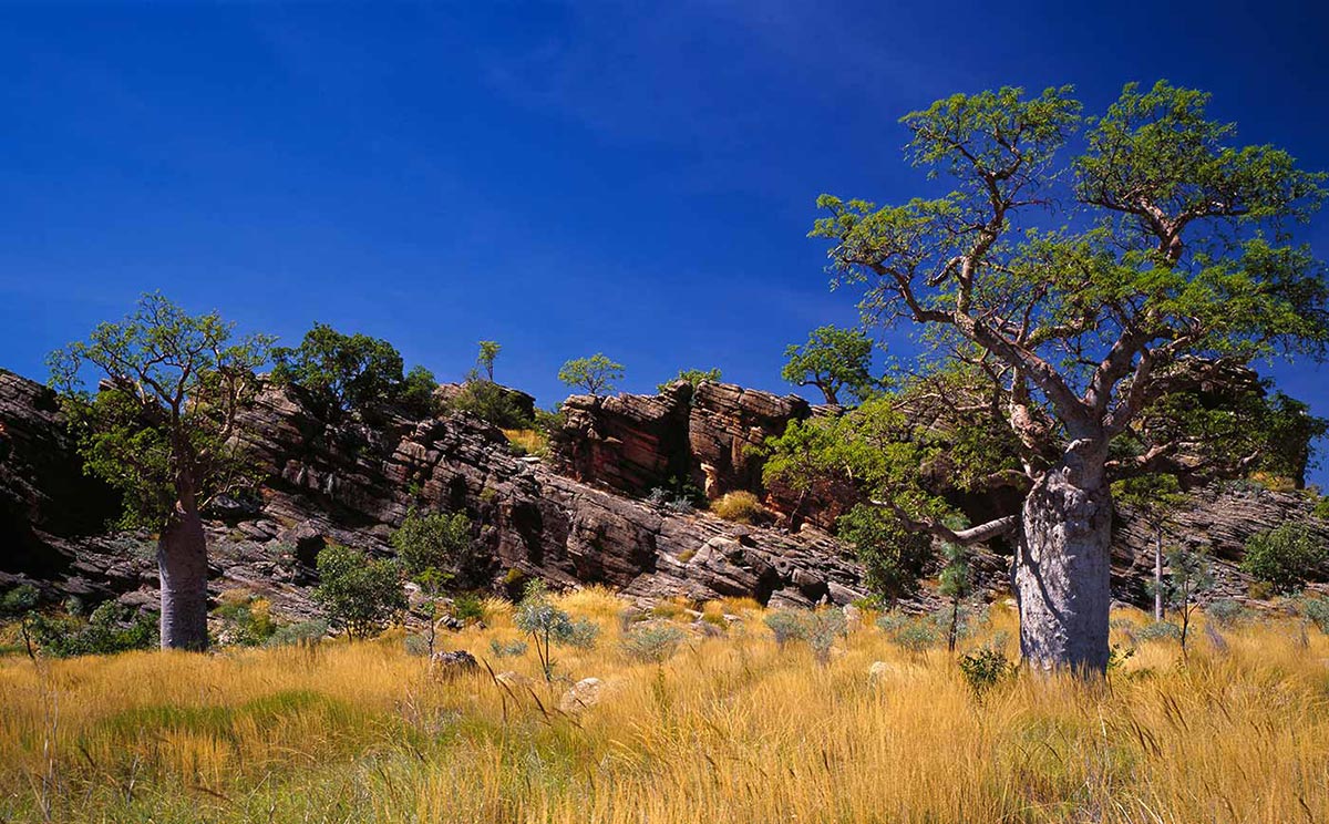 A grassy landscape with trees and a large rocky outcrop. The view is framed with a large boab tree on each side of the photo.