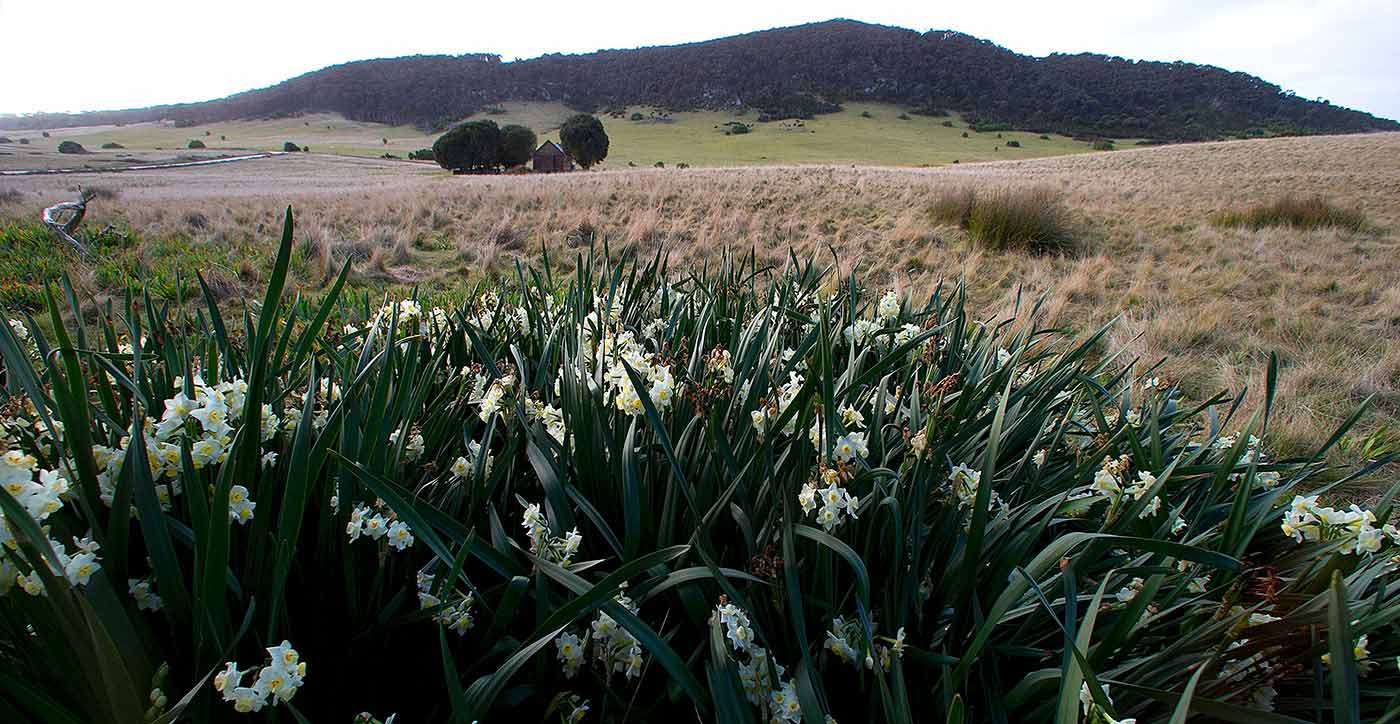 A photo of the rural landscape of Flinders Island, Tasmania.