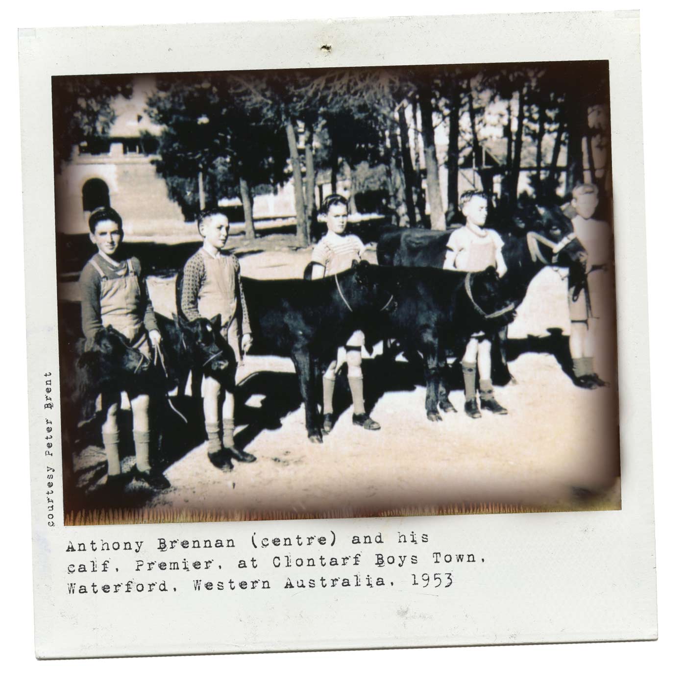Polaroid featuring a group of boys each standing next to and holding the bridles of calves. - click to view larger image