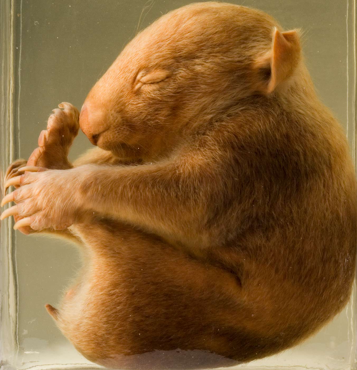 A young wombat preserved in liquid - click to view larger image