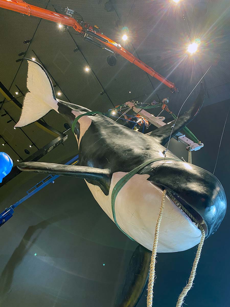 Low angle view of an orca sculpture being installed by a crane in a gallery space. - click to view larger image