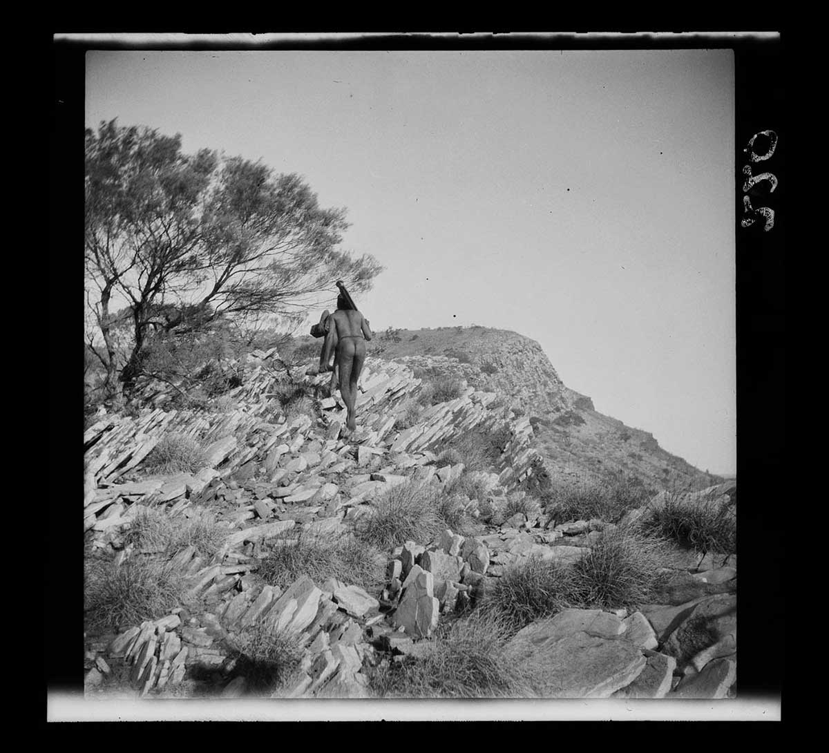 Two Aboriginal men, Artuatama and Mingerinnya, carrying a theodolite to the summit of Mount McCulloch (Nangorru), Petermann Ranges, Northern Territory 1926. The two men are in the centre of the image, with their backs to the camera as they walk up to the summit. The man closest to the camera carries what appears to be a folding stand on his right shoulder. He carries what appears to be a Aboriginal tool or weapon in his left hand. He partially obscures the man walking in front of him. This man is bending over, perhaps as he negotiates a patch of loose rocks. The ground around them is covered in slate rock formations leaning over from left to right. The summit of Mount McCulloch is visible in the centre distance; the mount's flank drops away on the right hand side.  - click to view larger image