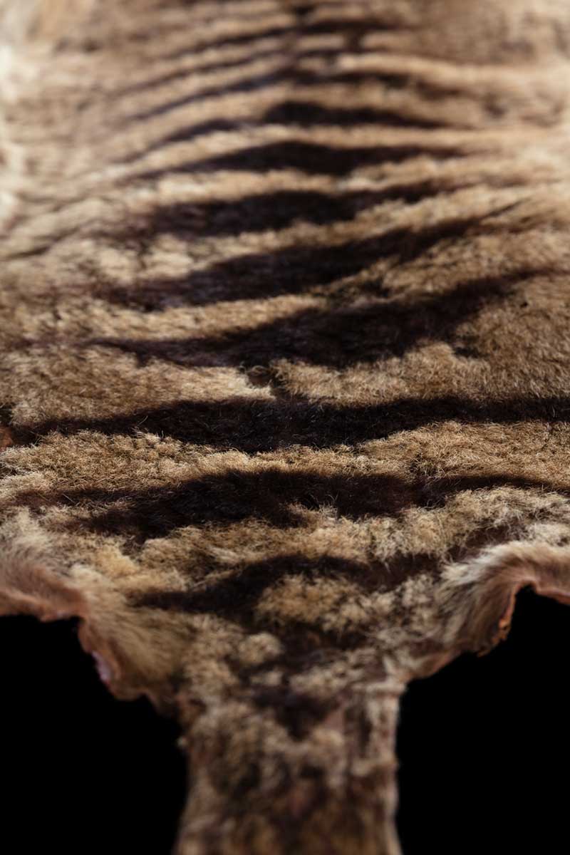 Detail of a thylacine pelt featuring thick fur and dark stripes on the hindquarters. - click to view larger image