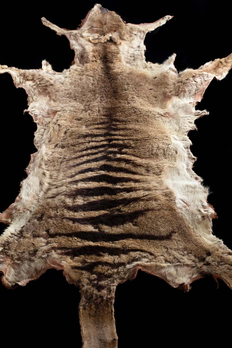 A thylacine's pelt. - click to view larger image