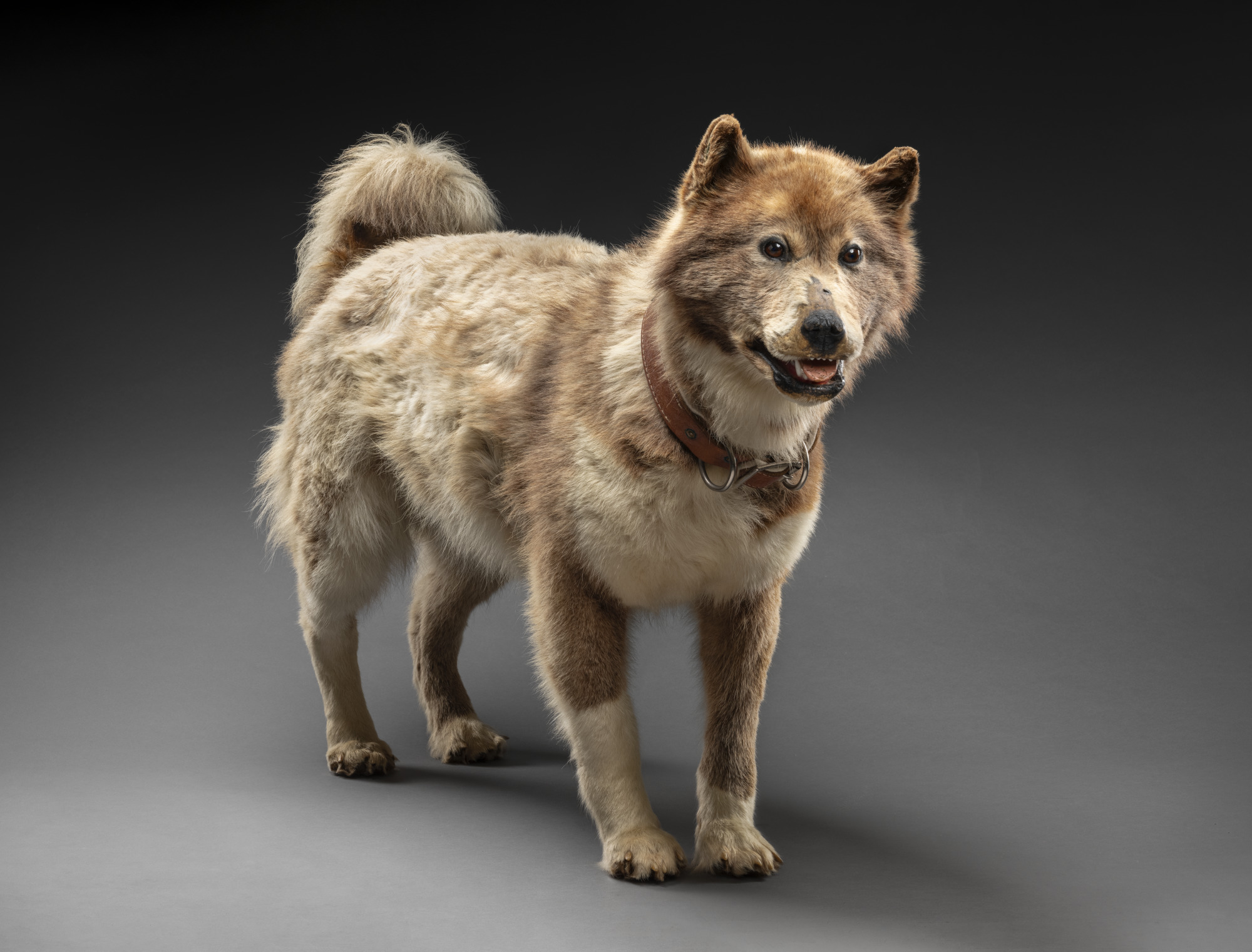 Preserved sled dog Shep