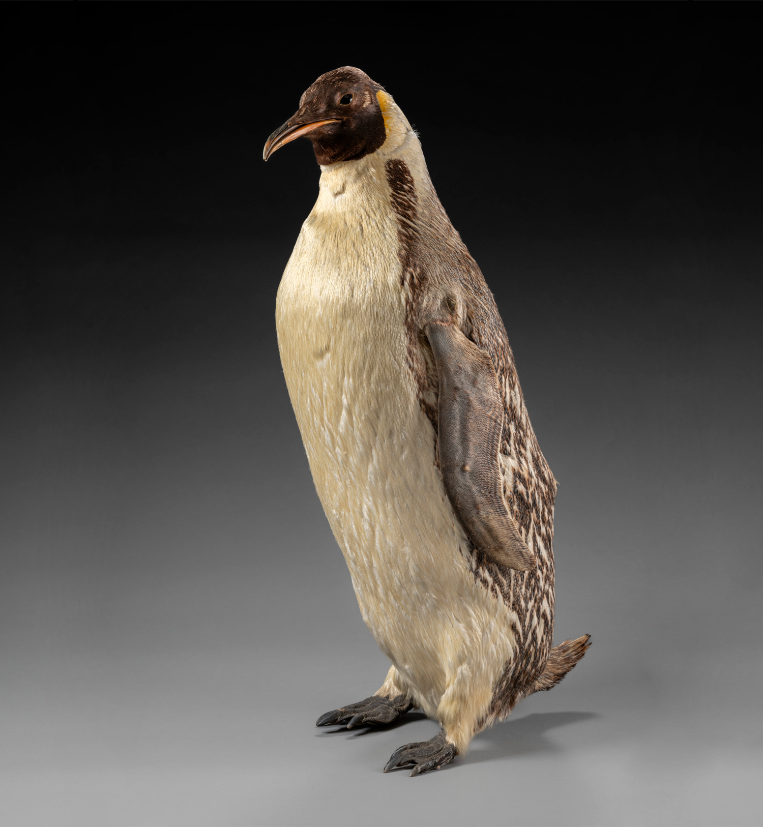 Taxidermied emperor penguin ('Aptenodytes forsteri')
