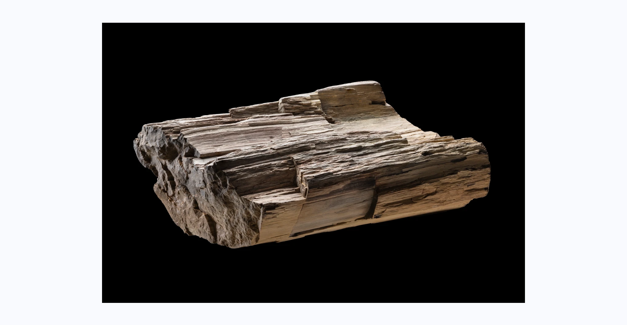  A cream, brown and grey piece of fossilised tree trunk. The trunk is semi-circular with an indent running down the centre. There are cracks in the stone along the rings of the tree, and traces of blue paint across the top.