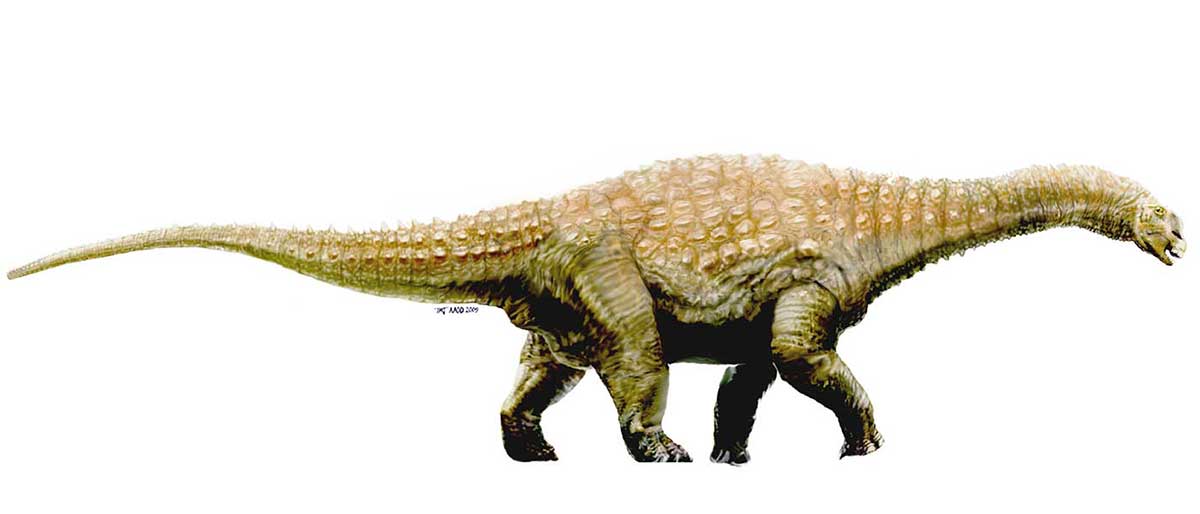 Colour illustration of a large dinosaur with four legs and a long tail and neck. - click to view larger image