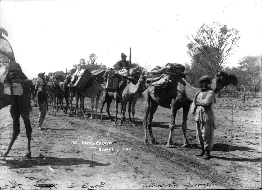 Black and white photograph of a caravan of camels. - click to view larger image