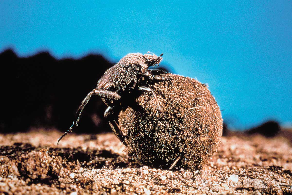 A colour photograph of a close-up shot of a dung beetle.