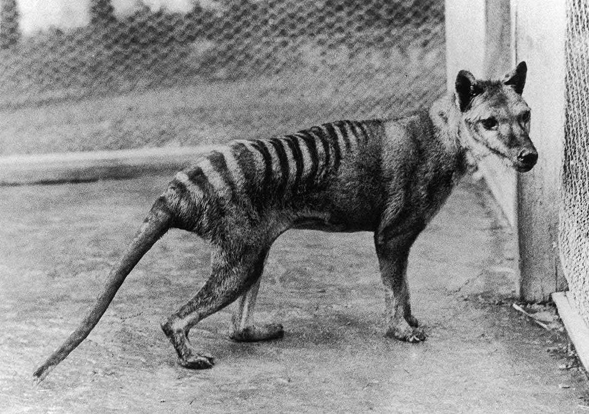 Extinction of thylacine  National Museum of Australia