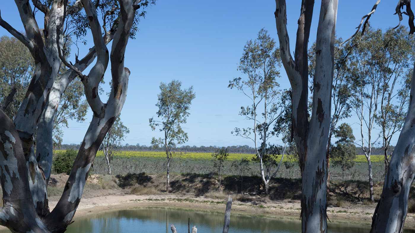 Farmland featuring a dam surrounded by gum trees and a paddock with canola crop in the background.