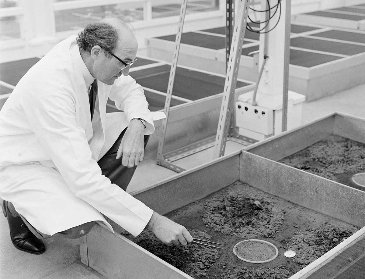 A man is inspecting soil samples containing dung beetles in a science laboratory.
