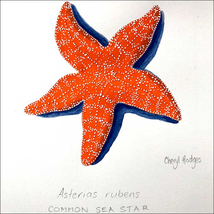 a vibrant illustration of an orange coloured starfish with dark blue outline