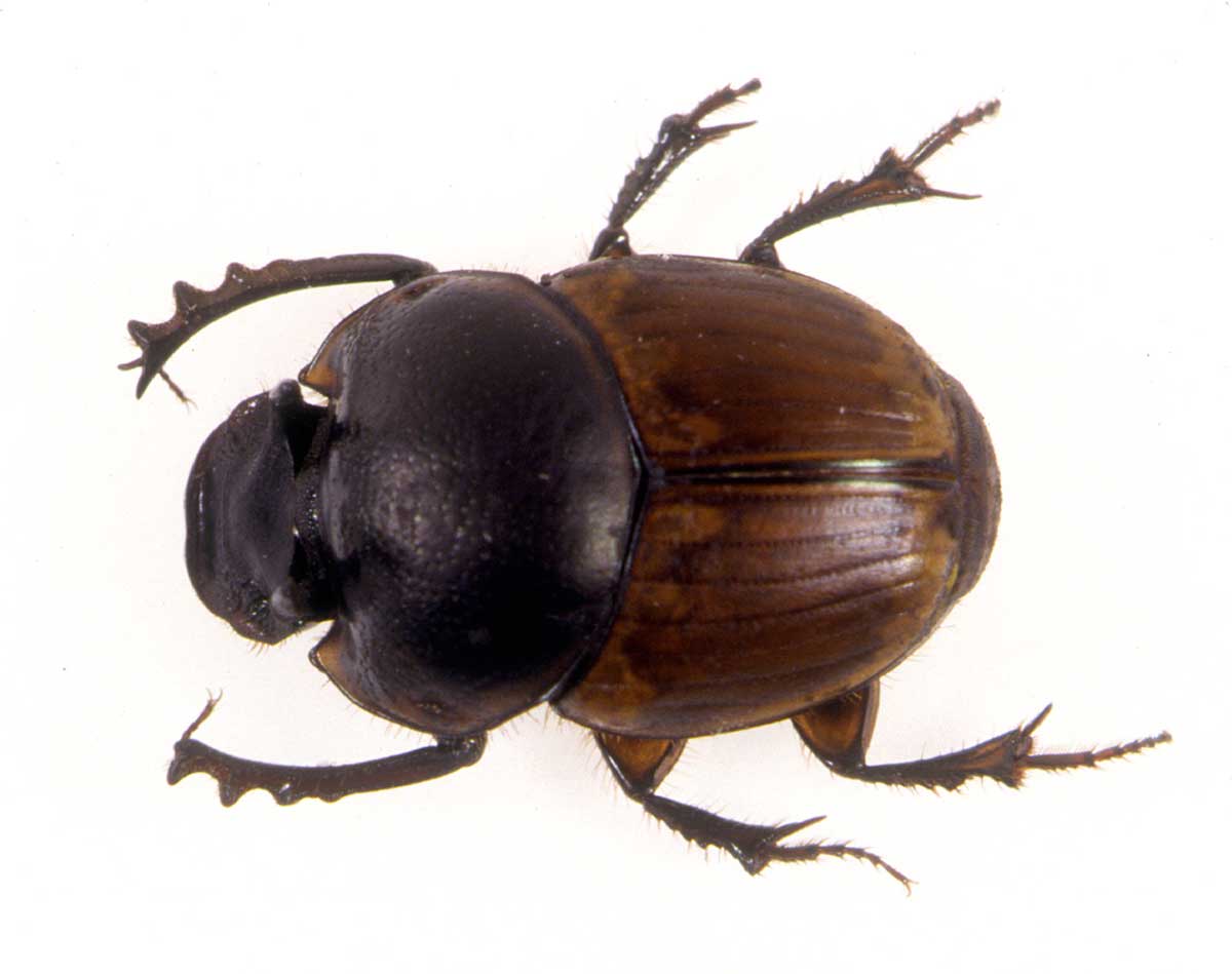 A close up view of a dung beetle.