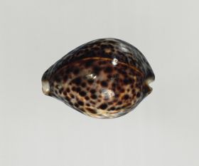 Possibly used as a drinking vessel made from the natural shell of the cowry snail.