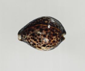 Possibly used as a drinking vessel made from the natural shell of the cowry snail.