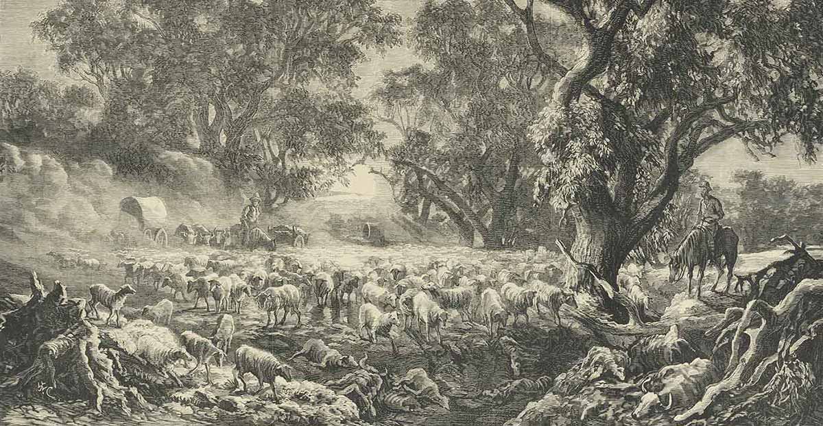 Wood engraving of sheep at a dry creek during the drought.