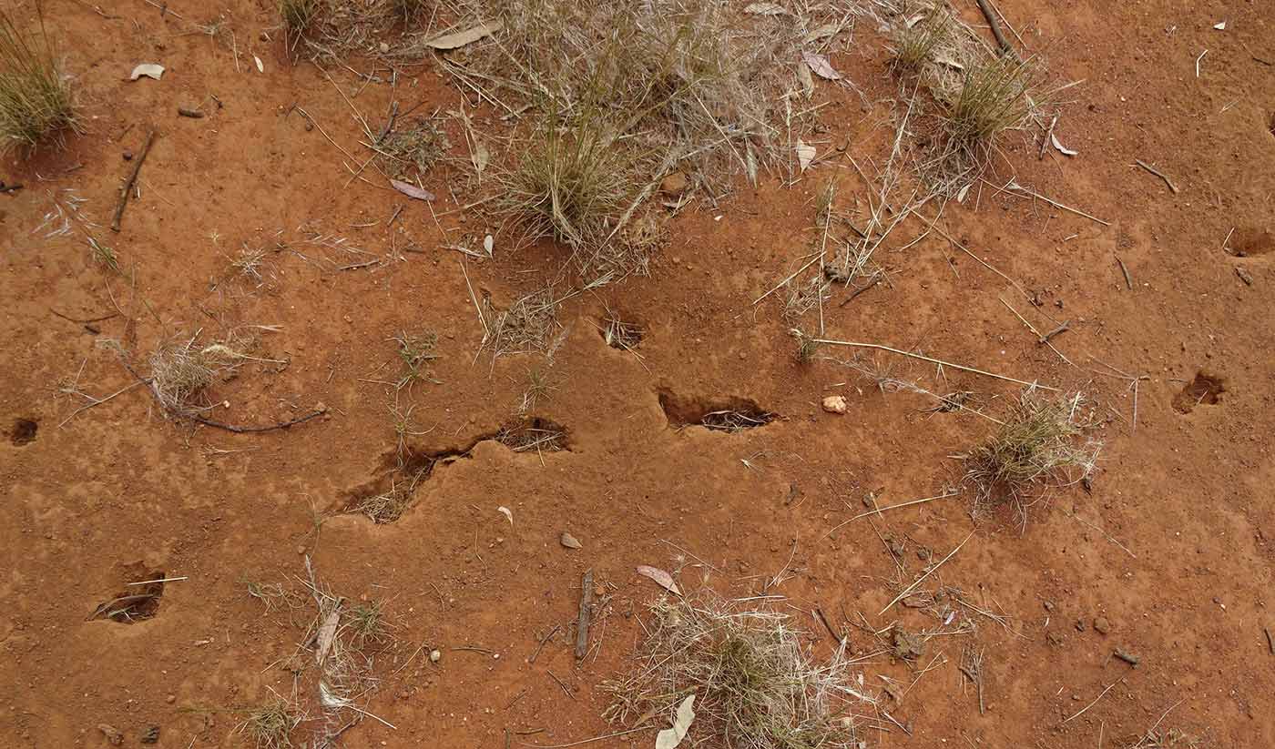 Red earth with several shallow holes, and sparse grass.