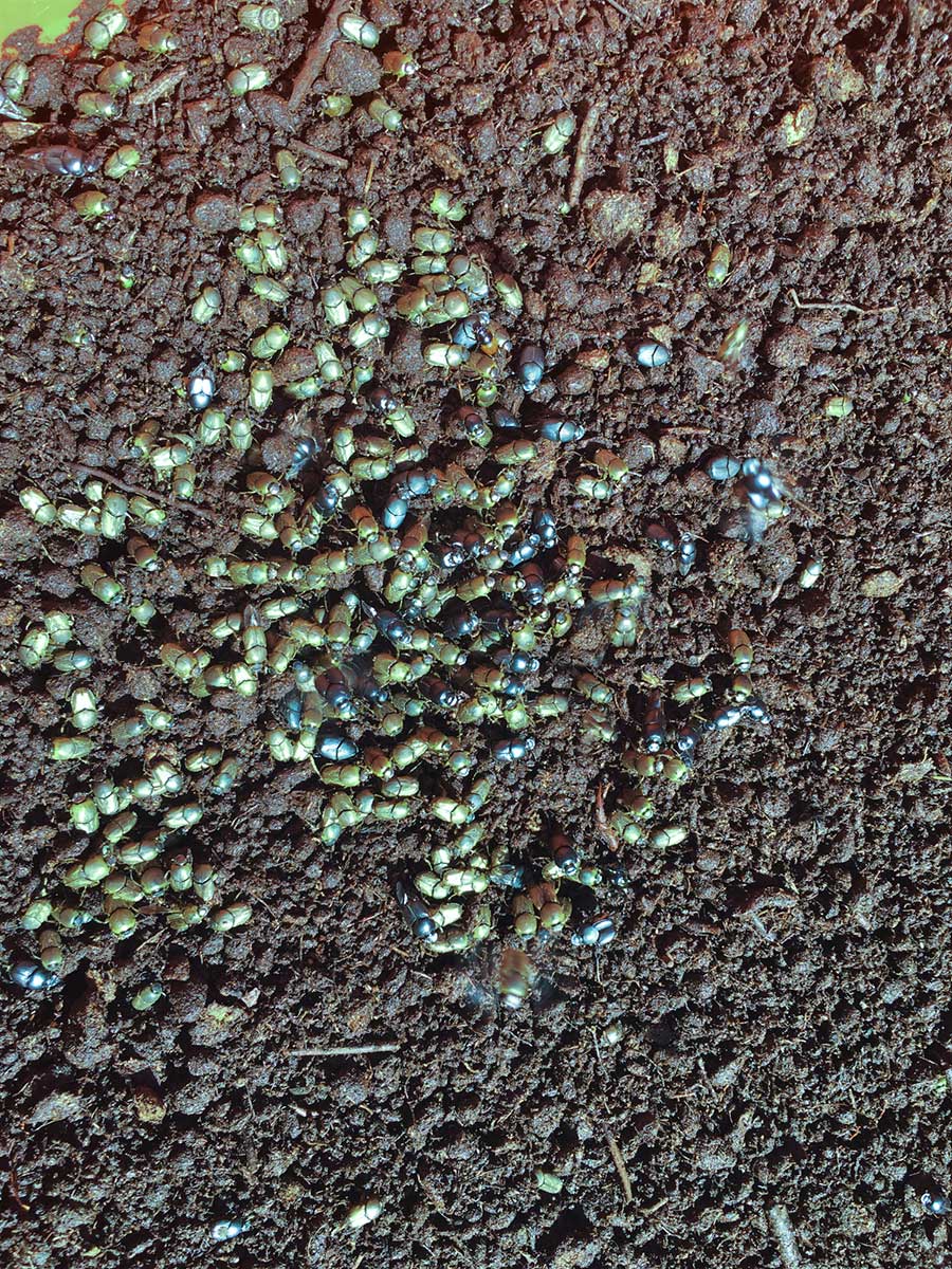 An aerial view of a swarm of dung beetles scattered across soil. - click to view larger image
