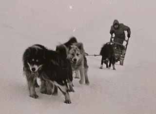 Black and white image of a group of dogs pulling a man on a sled in a snowy landscape.