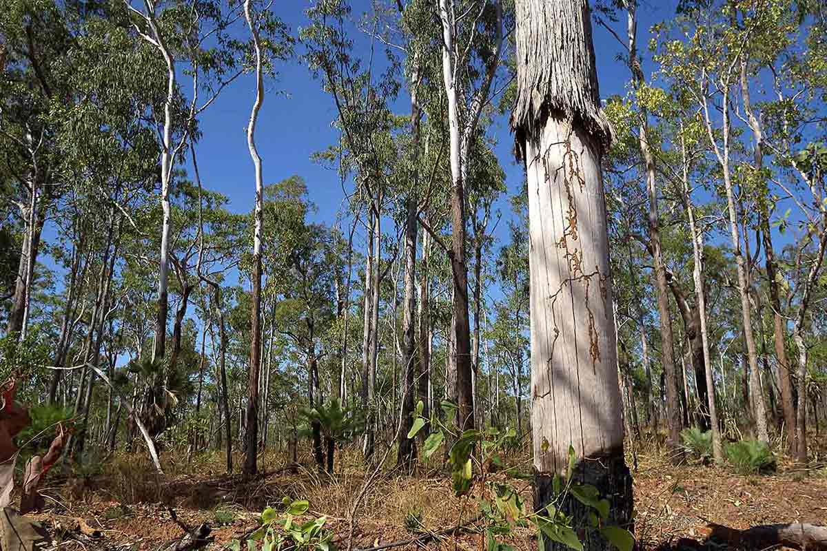 Landscape photograph showing tall gum trees.