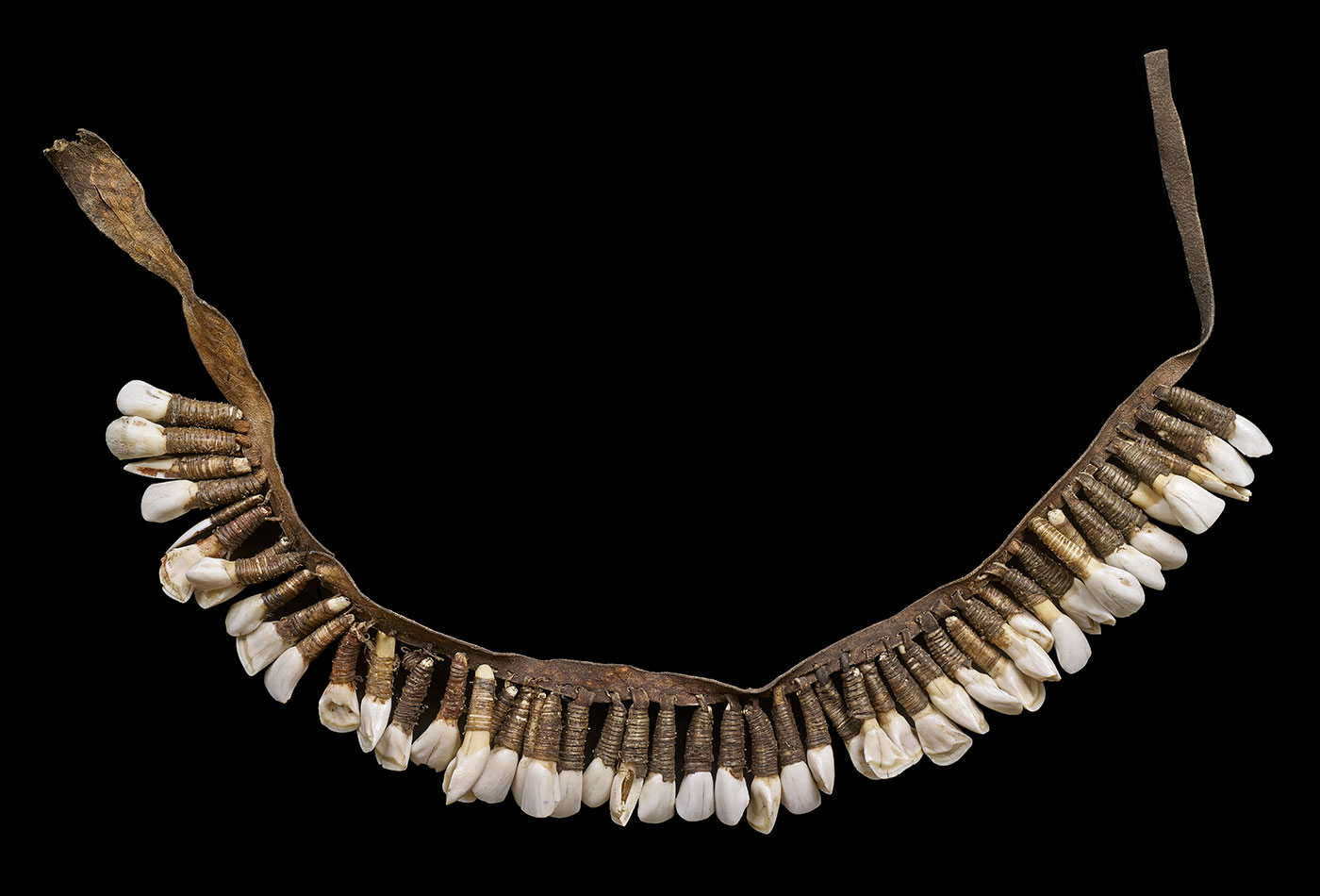 A necklace made from animal and plant fibre and adorned with wallaby teeth.