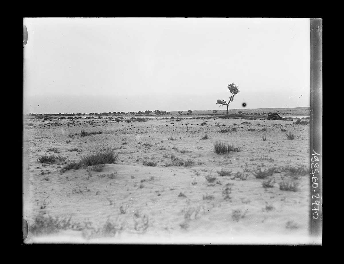 A sandstorm near Lake Killalpaninna, South Australia 1919. The image shows a large open plain vegetated with grass clumps and patchy scrub. A sandstorm looms on the distant horizon as a low, long pale grey band. A solitary young tree in the right middle distance breaks the horizon line. The general atmosphere is one of sparseness and the silent approach of the sandstorm. - click to view larger image