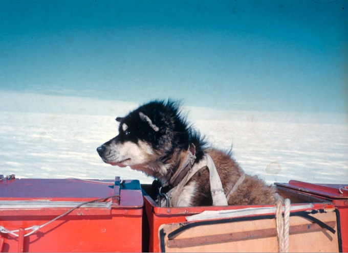 DIY dog sleds school holiday activity